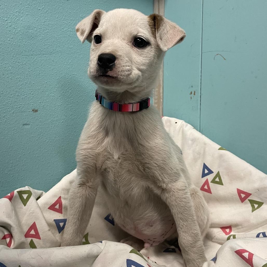 Enlarge Lil Bud, a Adoptable Labrador Retriever in Green Forest, AR image 5/6