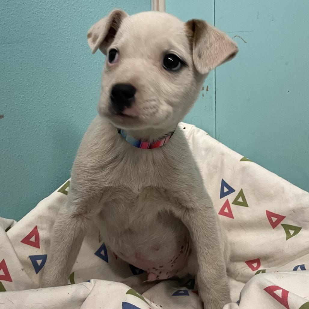 Enlarge Lil Bud, a Adoptable Labrador Retriever in Green Forest, AR image 6/6