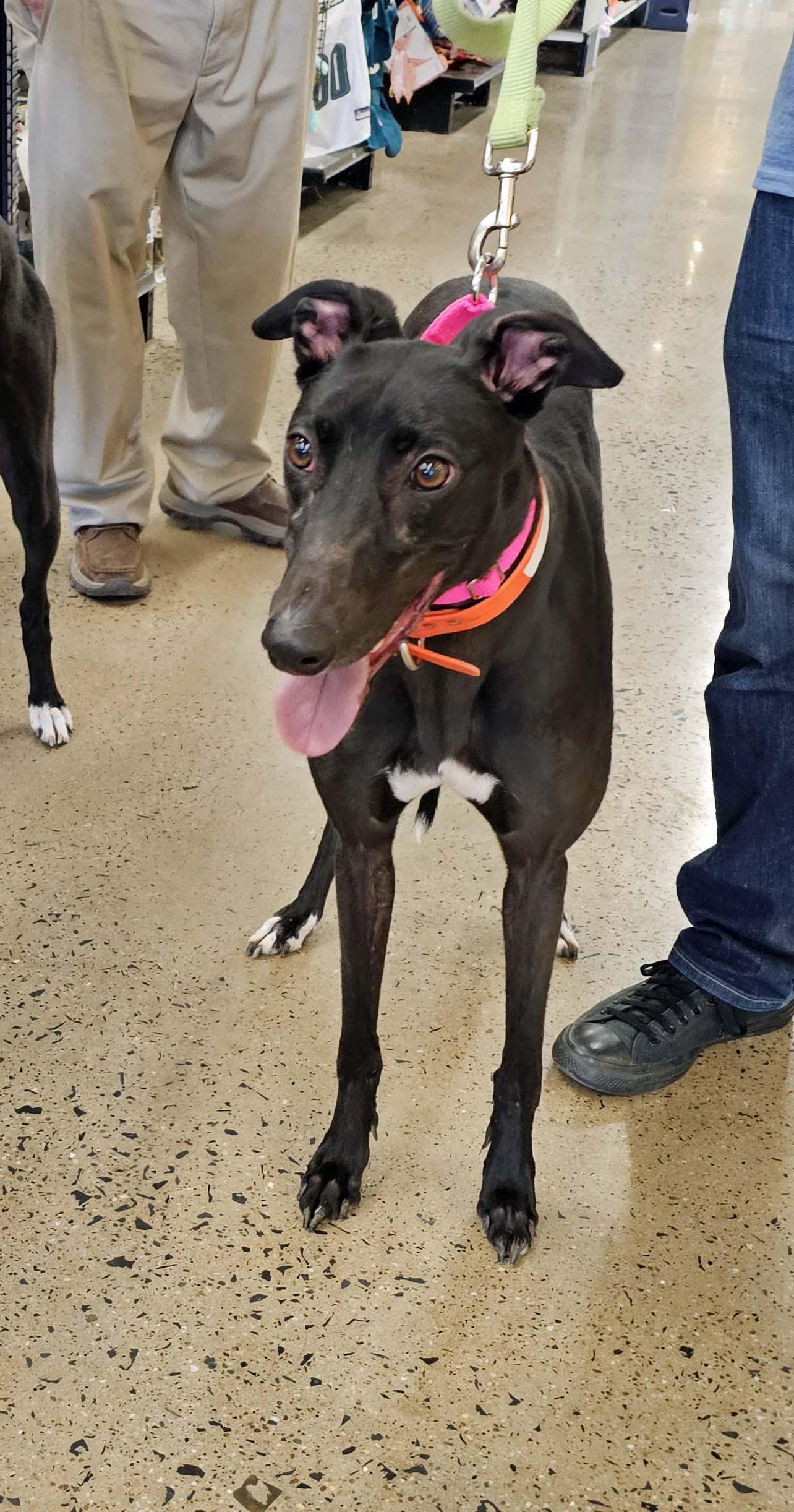 Refused To Break, ADOPTABLE, Adult Female Greyhound.