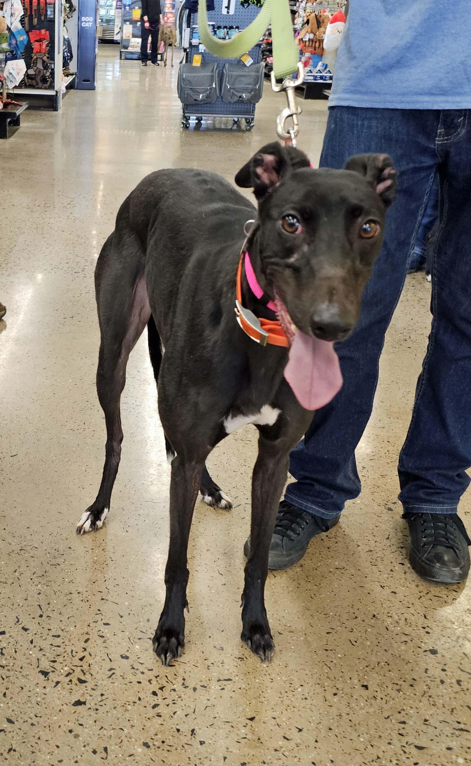 Refused To Break, a ADOPTABLE Greyhound in Allentown, PA image 2/3