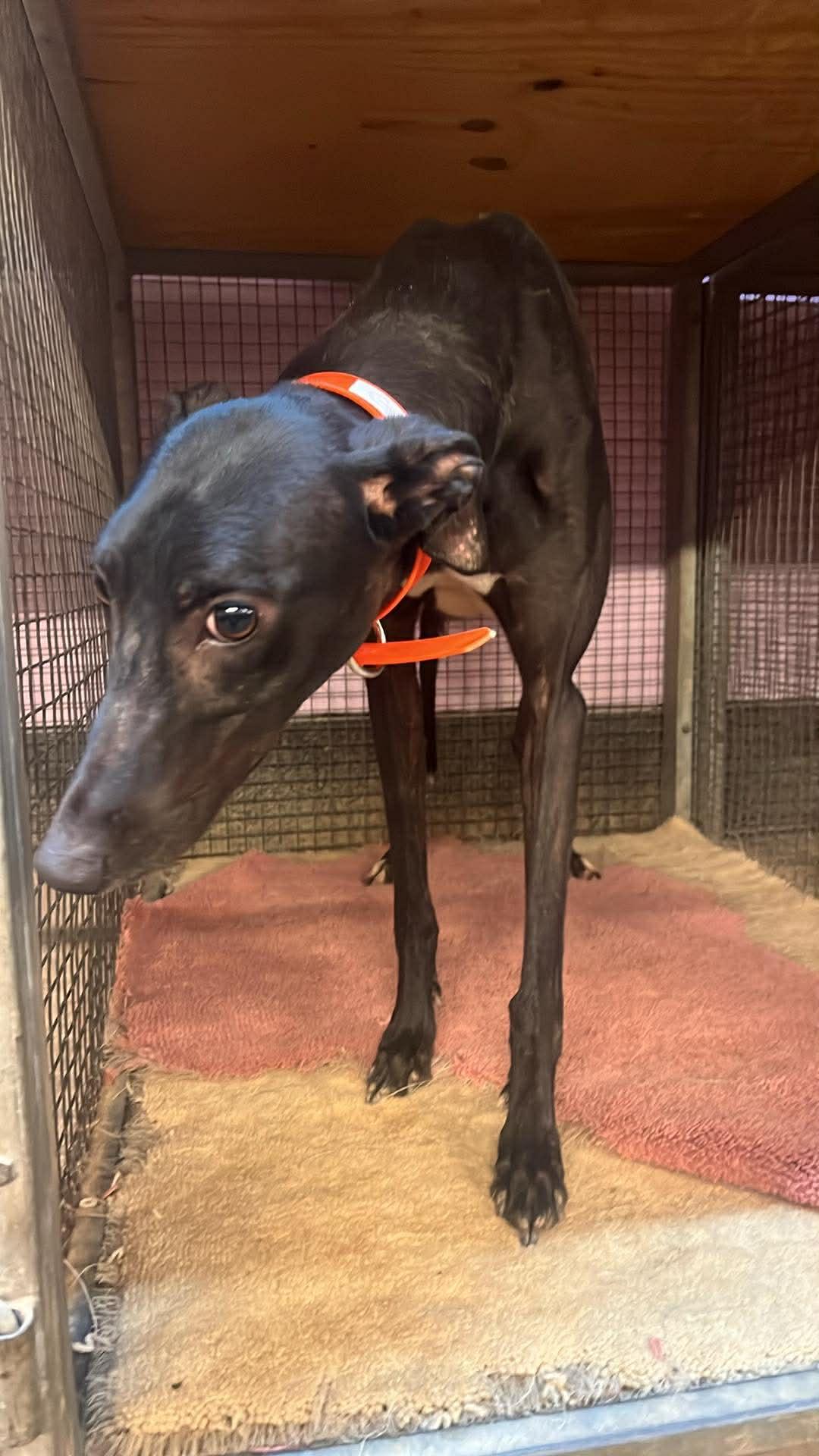 Refused To Break, a ADOPTABLE Greyhound in Allentown, PA image 3/3