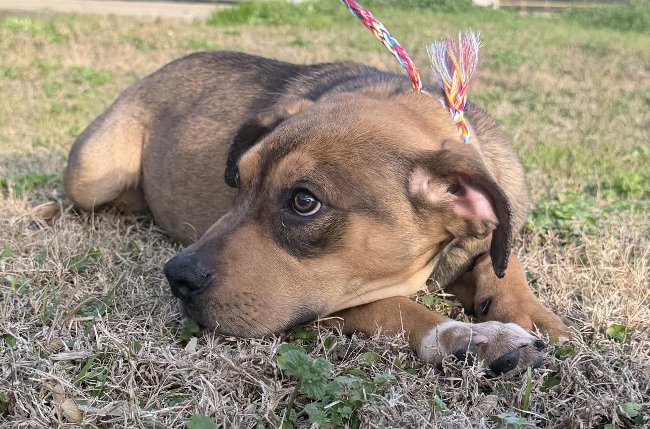 Enlarge Lux, a ADOPTABLE Mixed Breed in Vicksburg, MS image 1/1