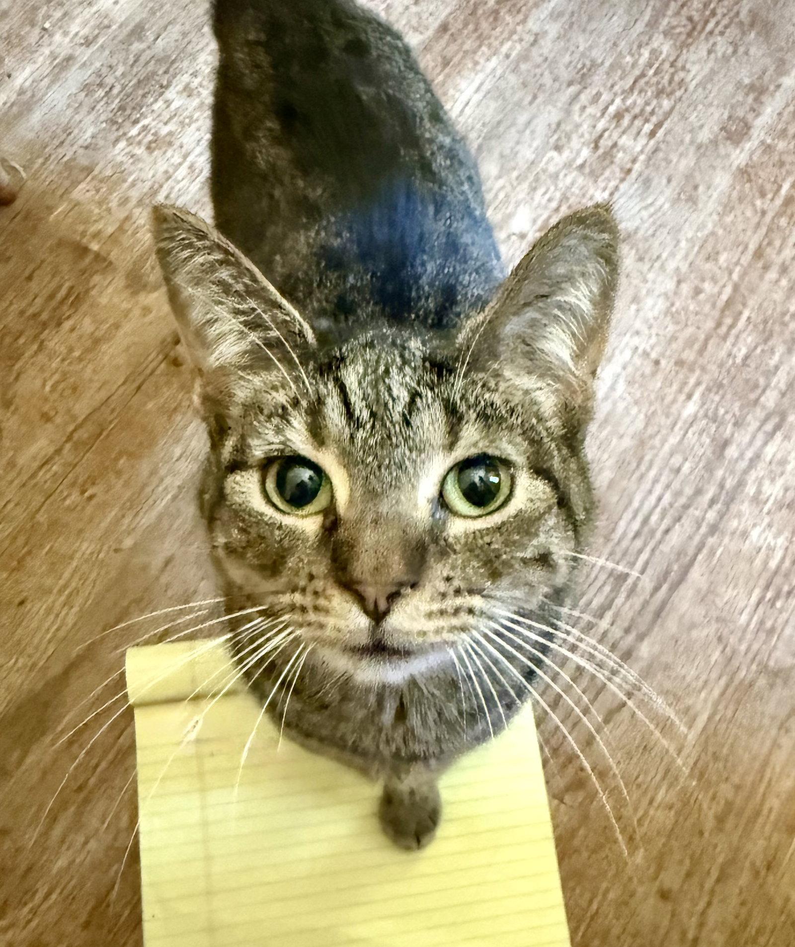 Enlarge Birdie, a Adoptable Domestic Short Hair in Maywood, IL image 1/3