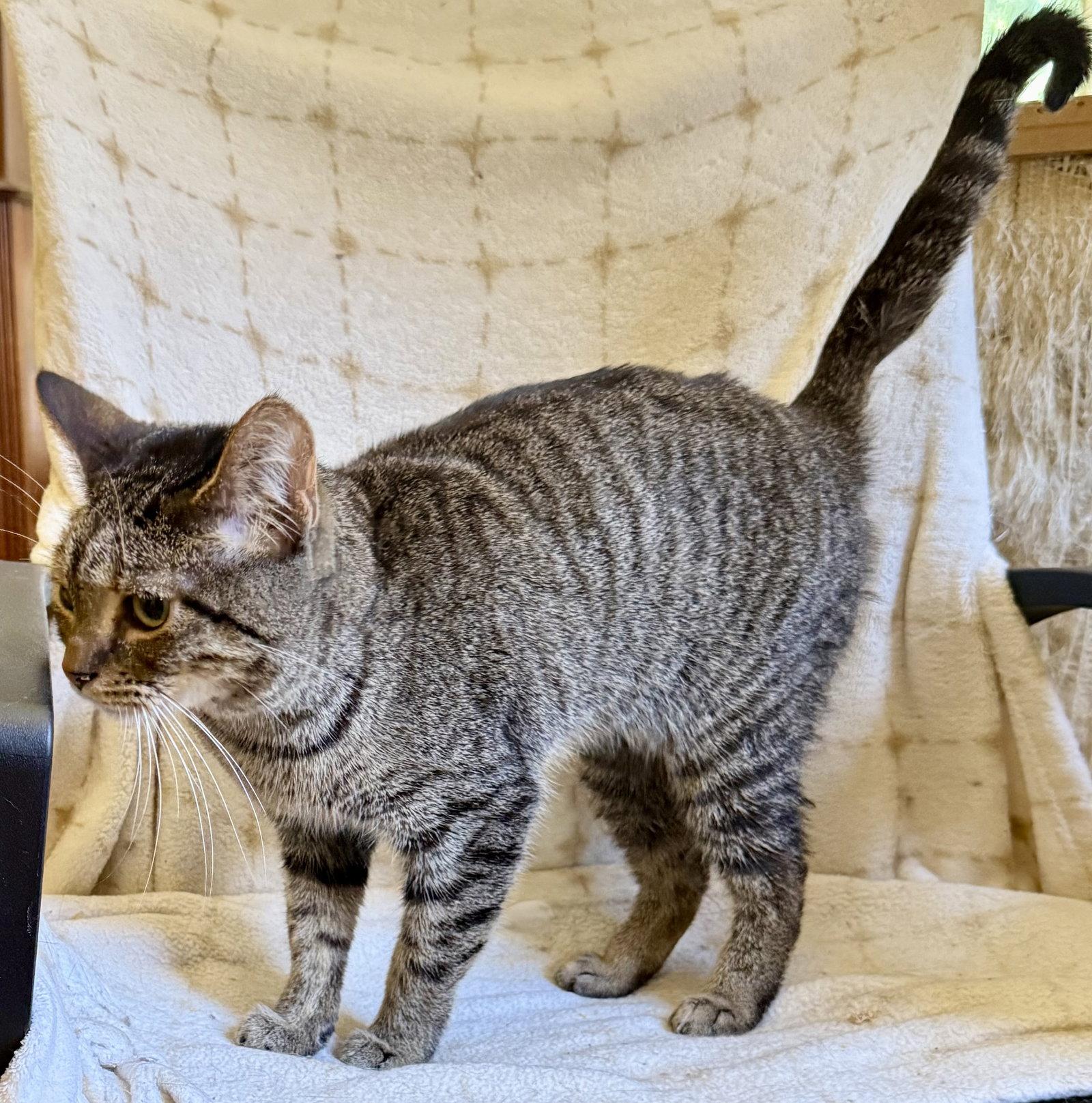 Enlarge Birdie, a Adoptable Domestic Short Hair in Maywood, IL image 2/3