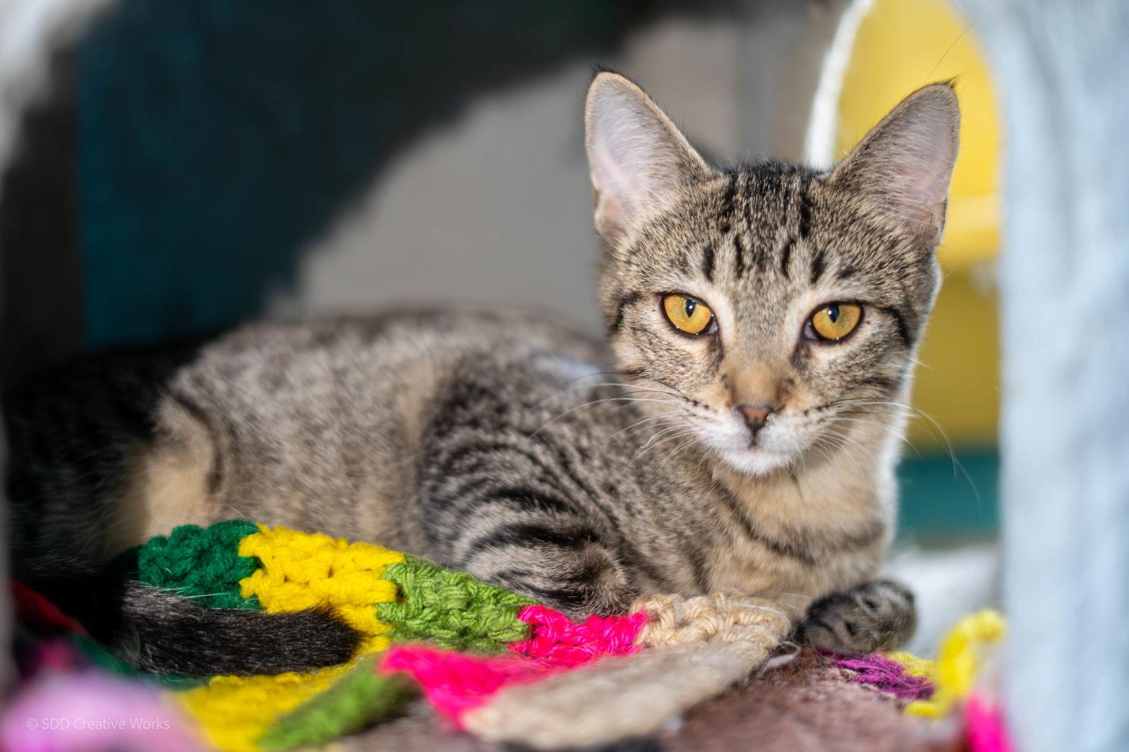 Birdie, a Adoptable Domestic Short Hair in Maywood, IL image 1/3