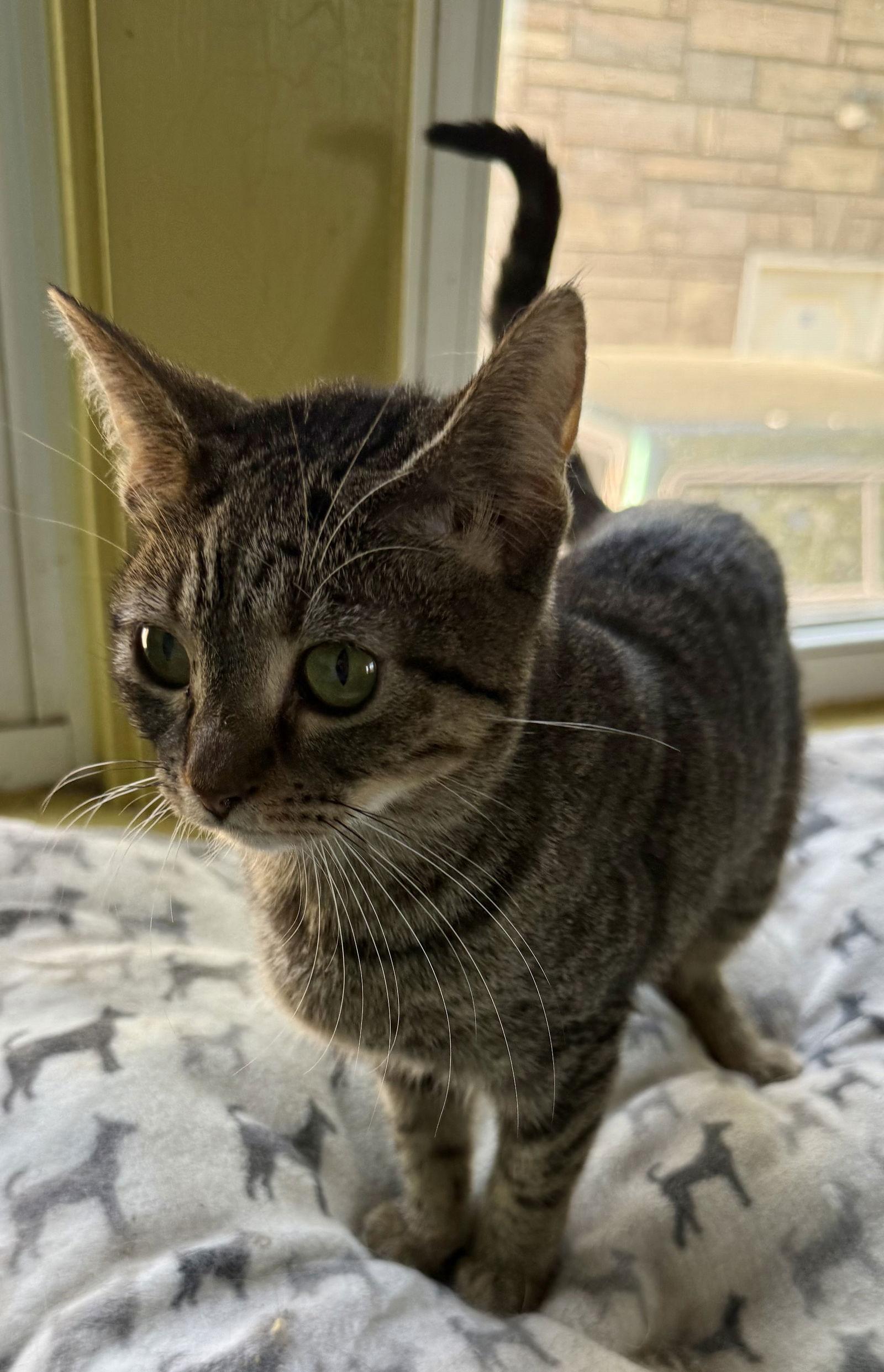 Birdie, a Adoptable Domestic Short Hair in Maywood, IL image 2/3