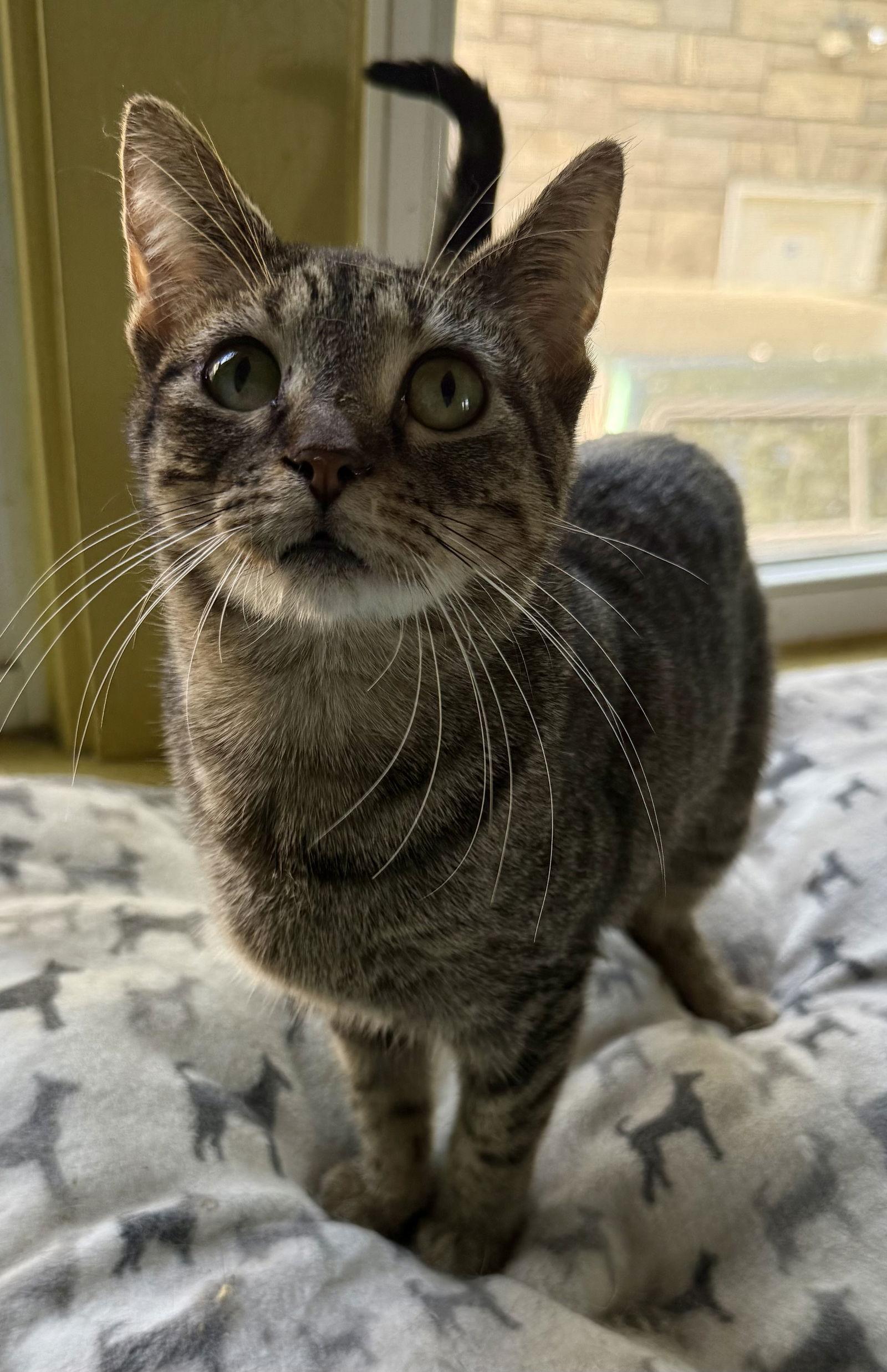 Birdie, a Adoptable Domestic Short Hair in Maywood, IL image 3/3