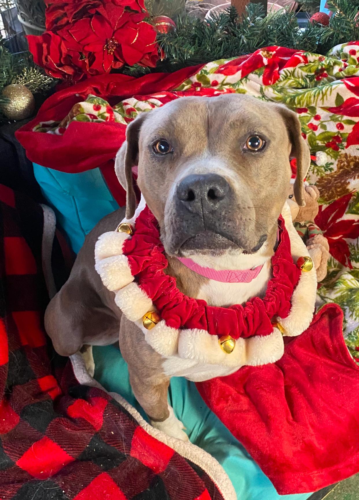 Amelia sweet Girl, Adopted, Young Female American Staffordshire Terrier.