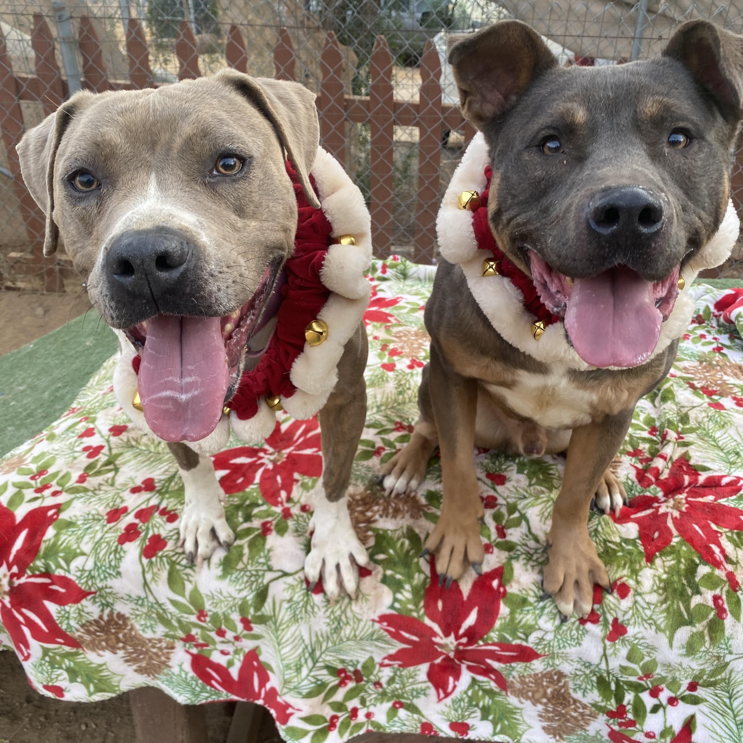 Enlarge Amelia sweet Girl, a Adopted American Staffordshire Terrier in Acton, CA image 5/6