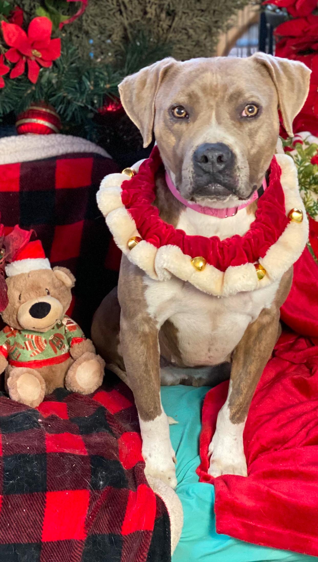 Enlarge Amelia sweet Girl, a Adopted American Staffordshire Terrier in Acton, CA image 2/6