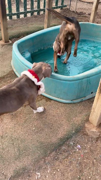 Enlarge Amelia sweet Girl, a Adopted American Staffordshire Terrier in Acton, CA video 3/6