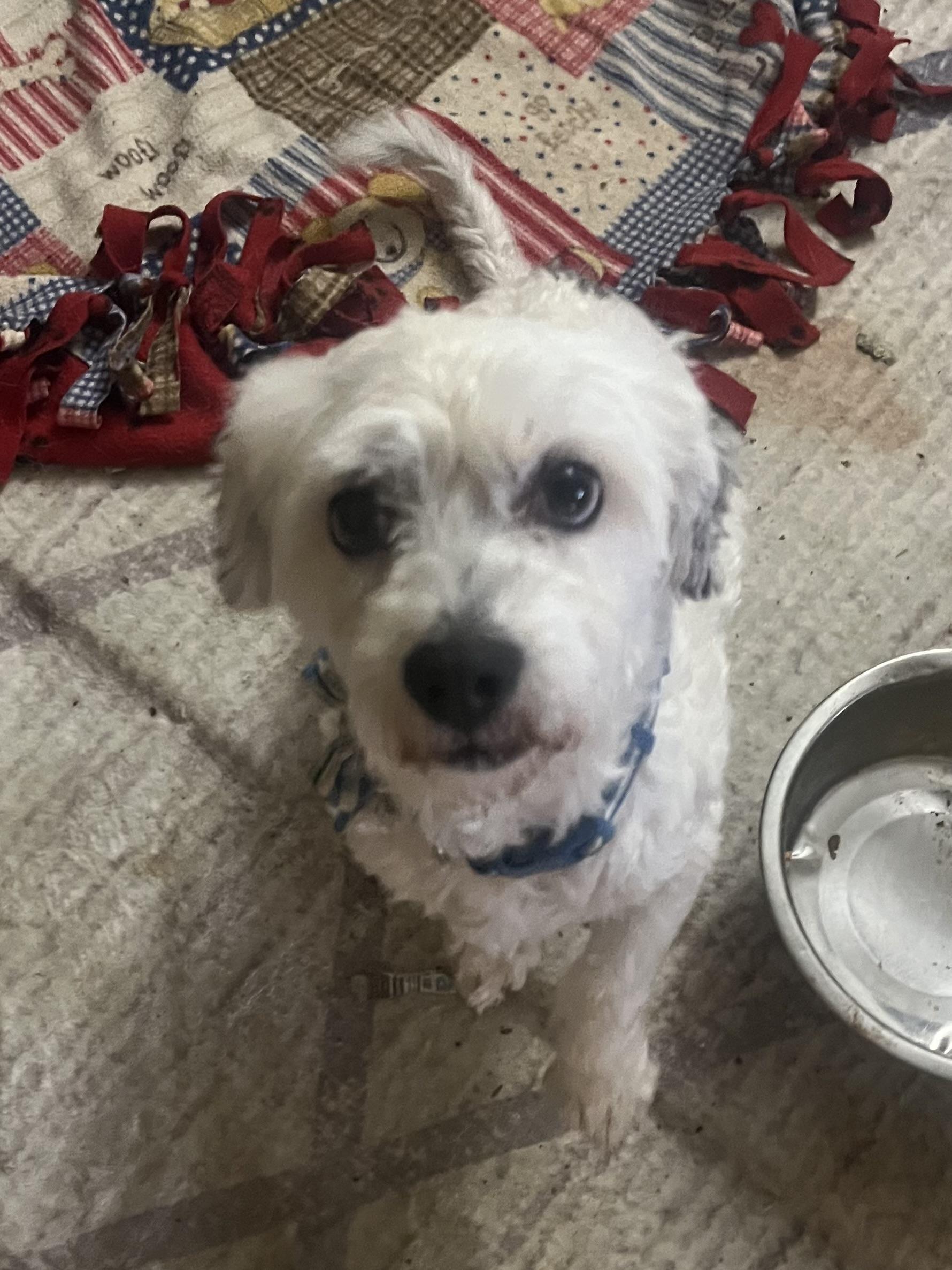 Enlarge Igor, a ADOPTABLE Maltipoo in Tonopah, AZ image 2/3
