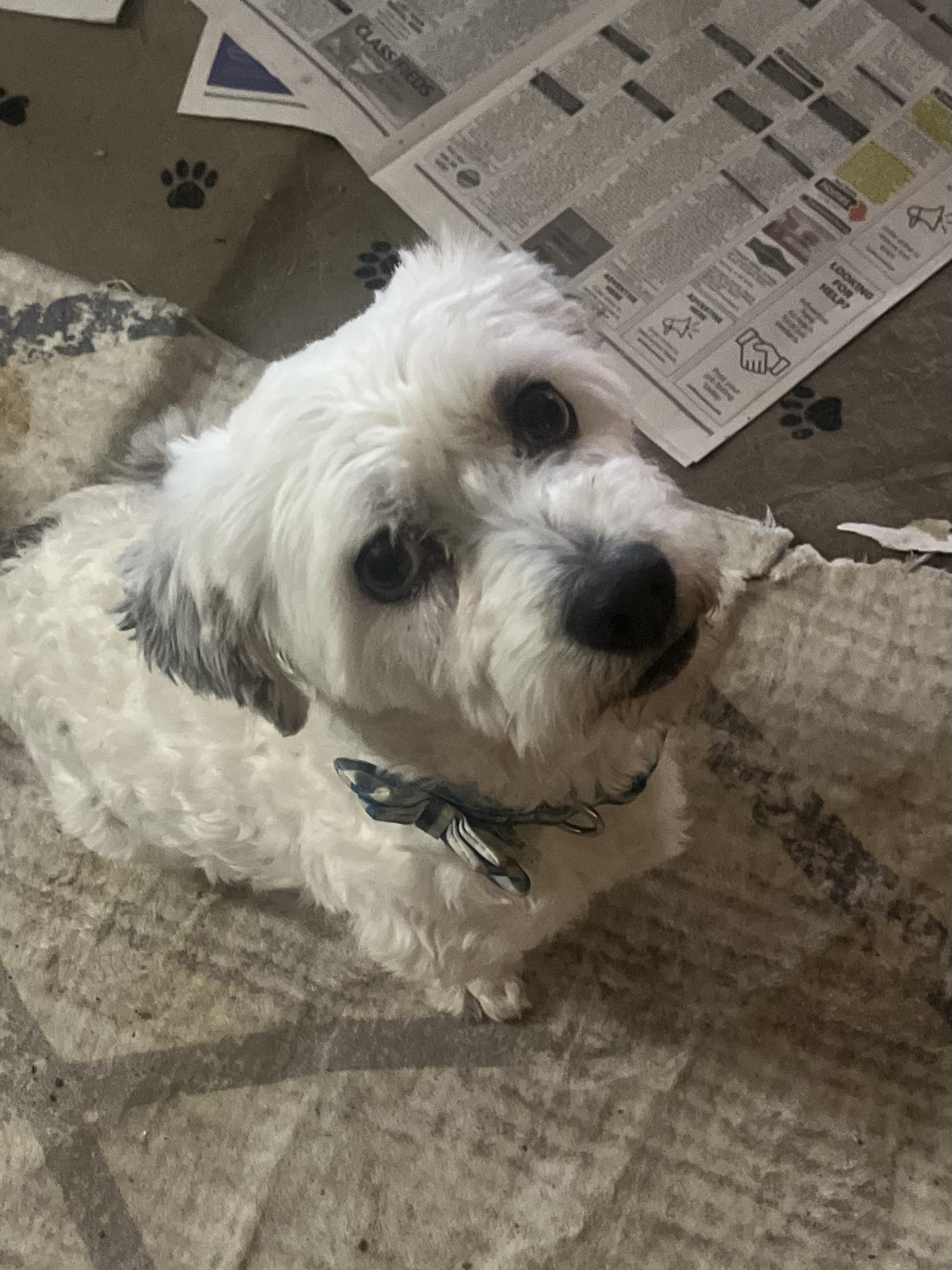 Enlarge Igor, a ADOPTABLE Maltipoo in Tonopah, AZ image 3/3