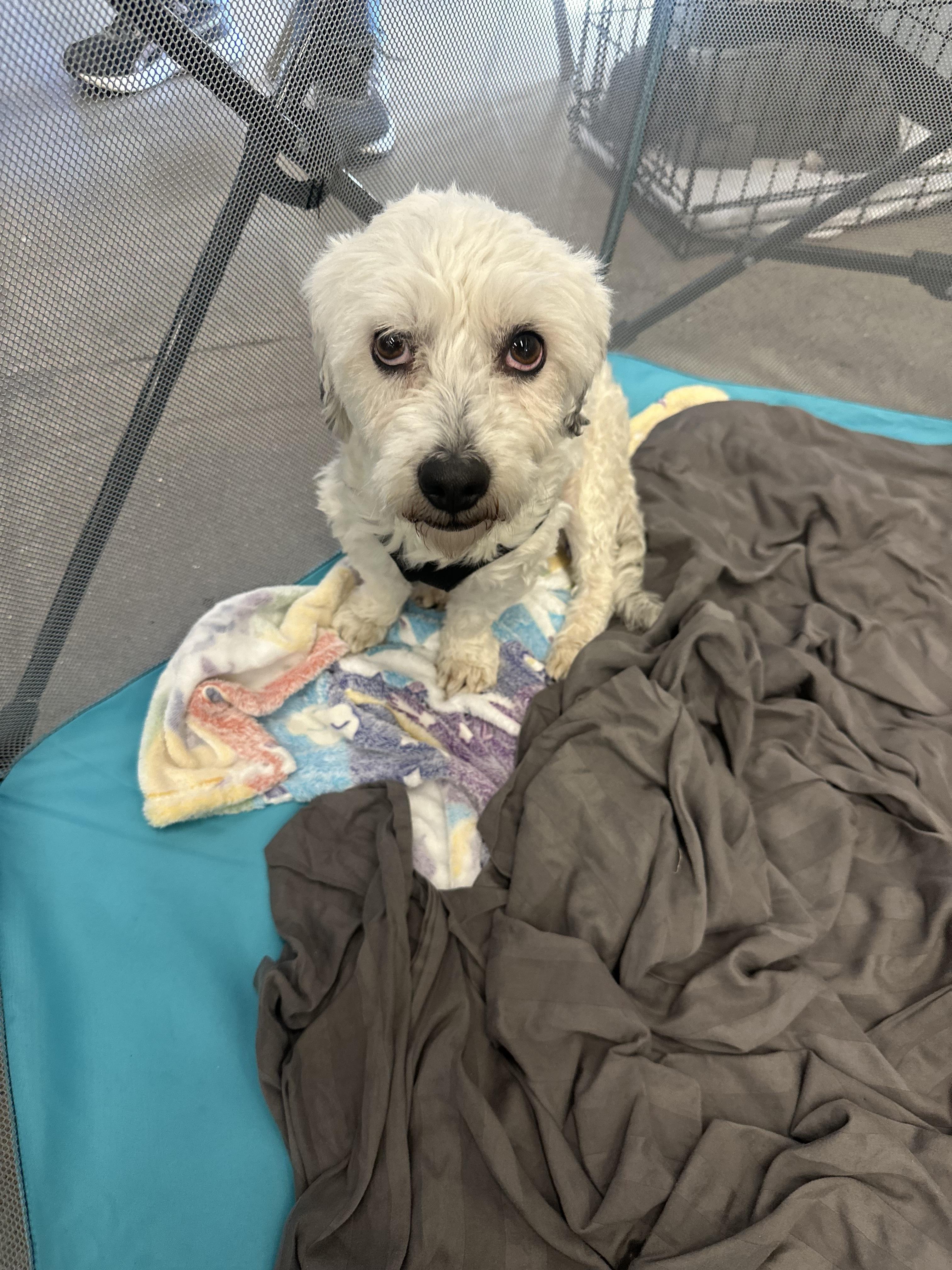 Enlarge Igor, a ADOPTABLE Maltipoo in Tonopah, AZ image 1/3