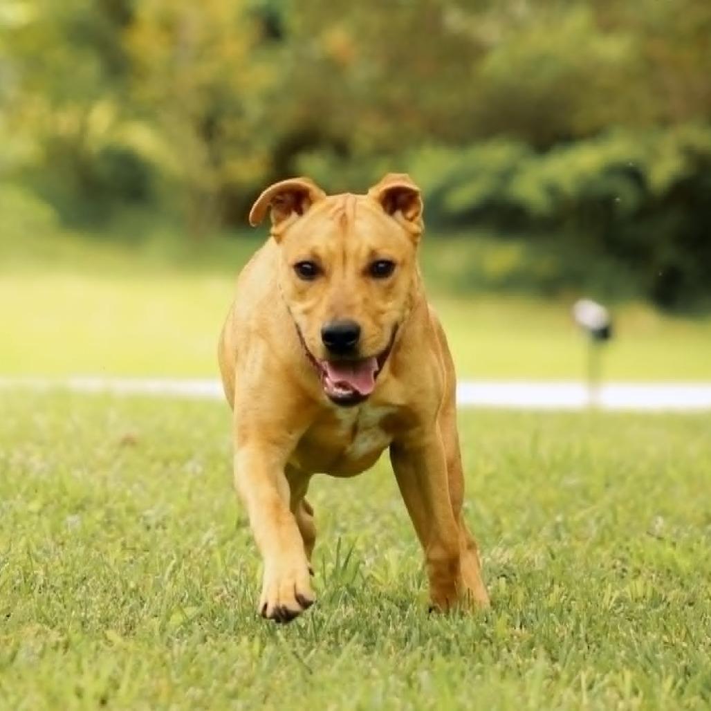 King-Zeke, Adoptable, Adult Male Labrador Retriever & Terrier.