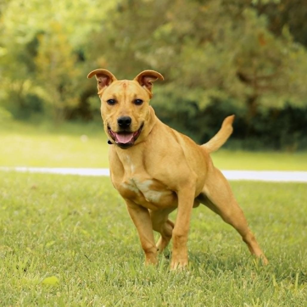 Enlarge King-Zeke, a Adoptable mixed breed in Madisonville, KY image 2/6