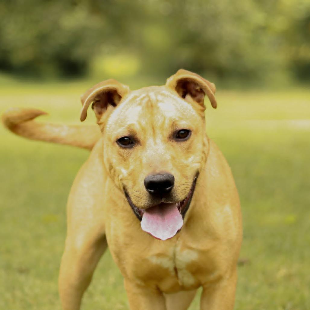 Enlarge King-Zeke, a Adoptable mixed breed in Madisonville, KY image 3/6