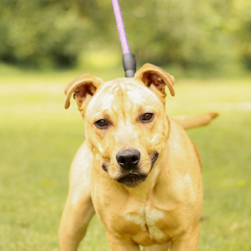 Enlarge King-Zeke, a Adoptable mixed breed in Madisonville, KY image 4/6