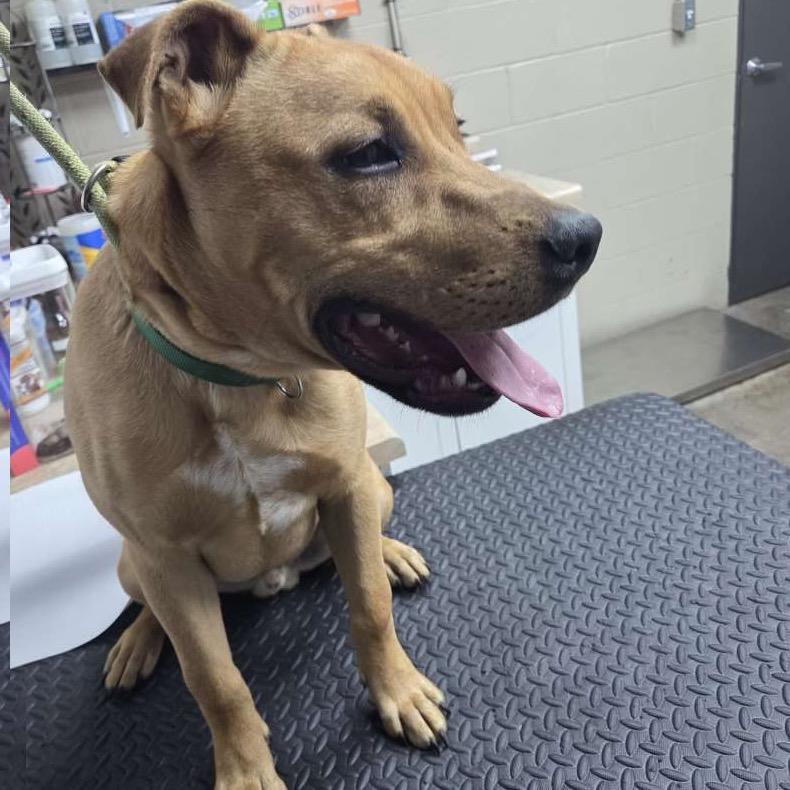 Enlarge King-Zeke, a Adoptable mixed breed in Madisonville, KY image 5/6