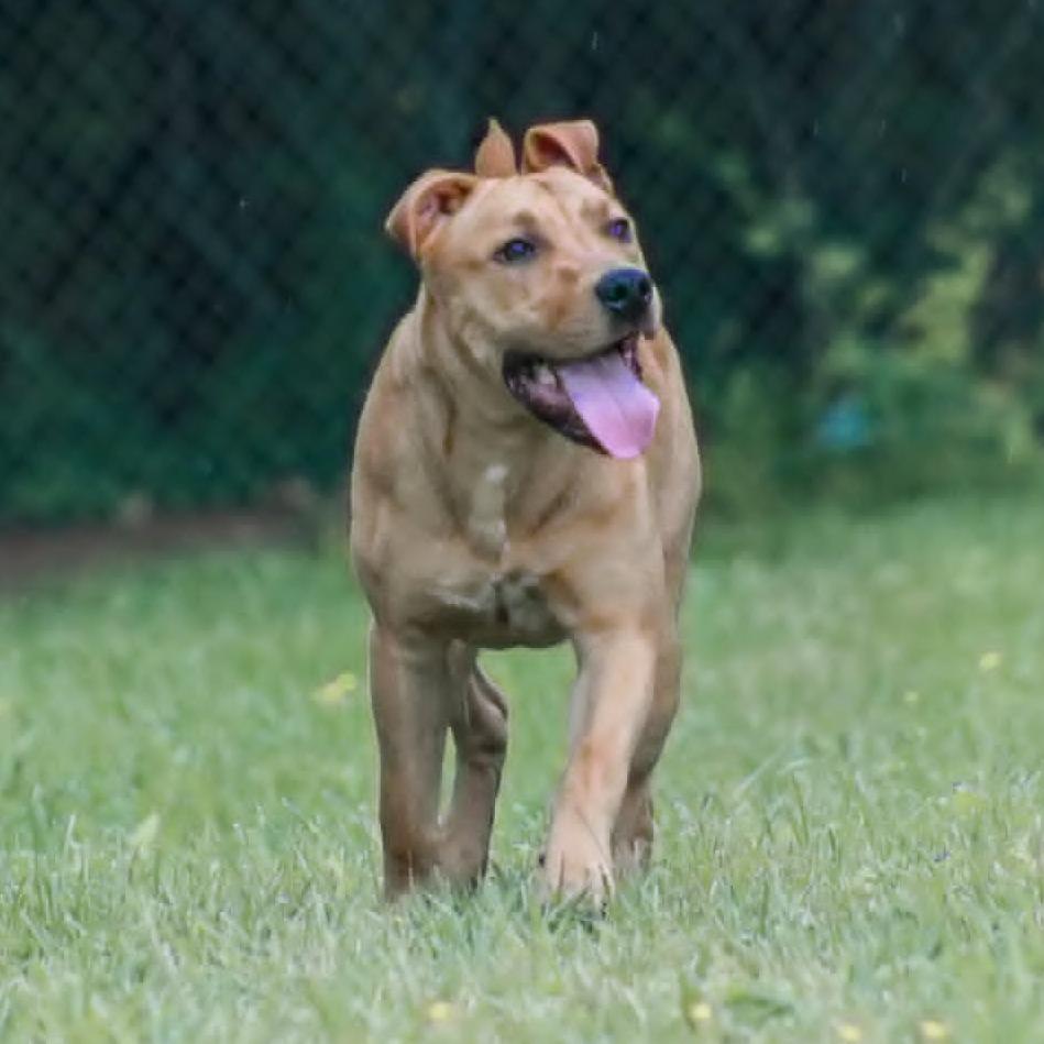 Enlarge King-Zeke, a Adoptable mixed breed in Madisonville, KY image 6/6