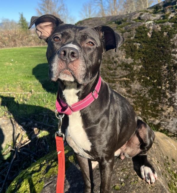 Baby Cakes (mcas), Adoptable, Adult Female Mixed Breed.