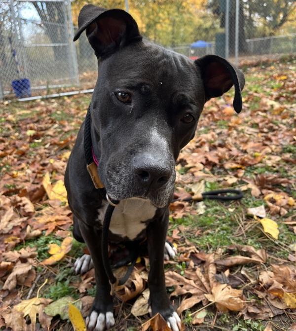 Enlarge Baby Cakes (mcas), a Adoptable mixed breed in Troutdale, OR image 2/6