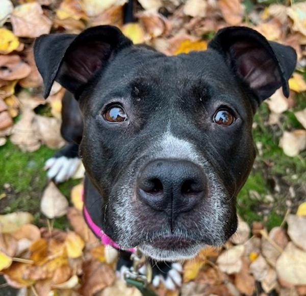 Enlarge Baby Cakes (mcas), a Adoptable mixed breed in Troutdale, OR image 3/6
