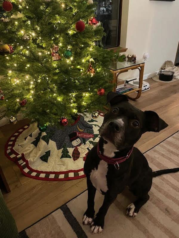 Enlarge Baby Cakes (mcas), a Adoptable mixed breed in Troutdale, OR image 4/6