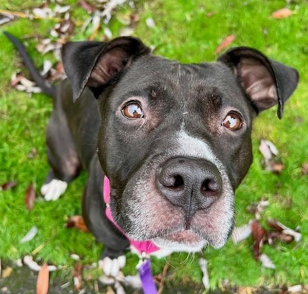 Enlarge Baby Cakes (mcas), a Adoptable mixed breed in Troutdale, OR image 5/6