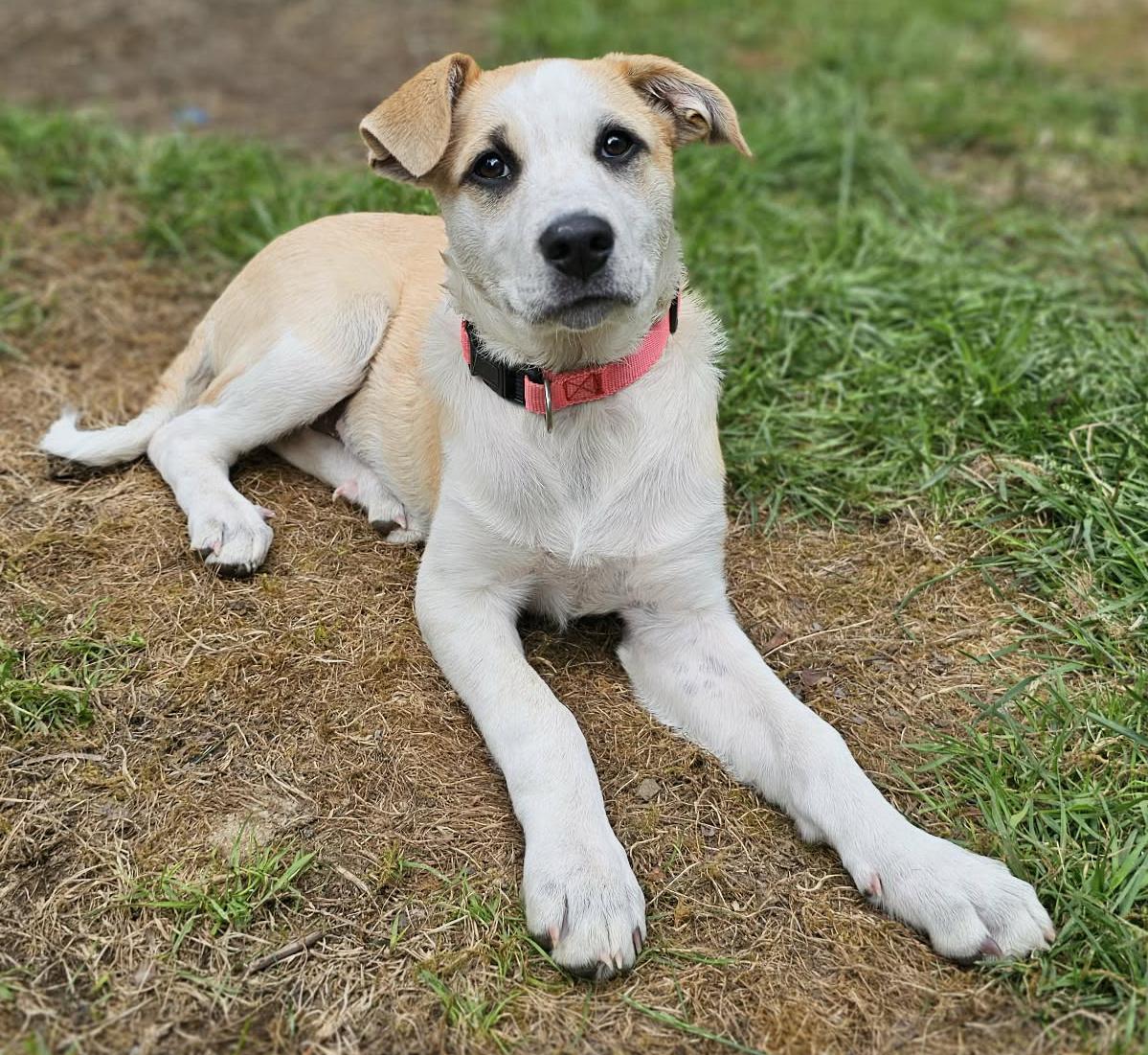 Bunny (Easter litter), adoptable, Puppy Female Cattle Dog & Great Pyrenees.