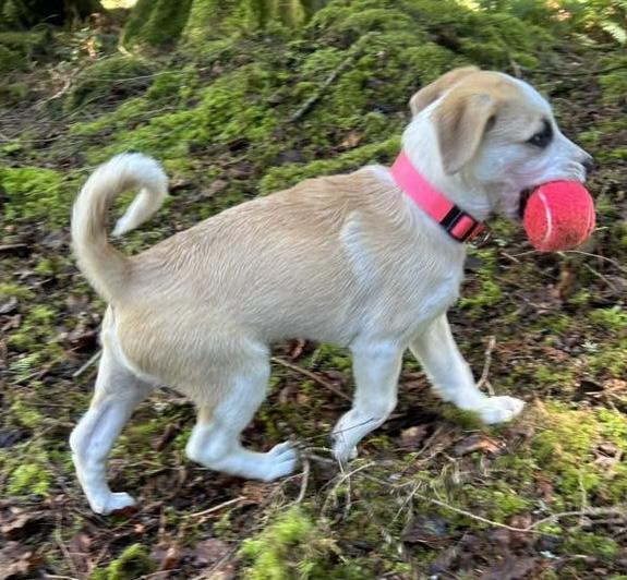 Enlarge Bunny (Easter litter), an adoptable mixed breed in Silvana, WA image 2/6