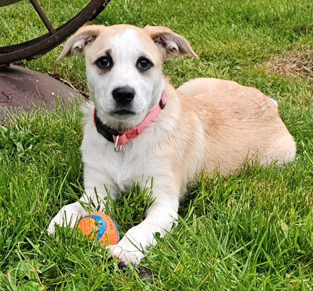 Enlarge Bunny (Easter litter), an adoptable mixed breed in Silvana, WA image 1/6