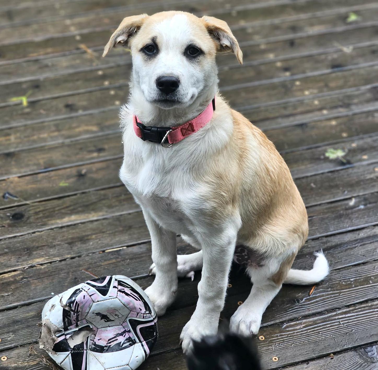 Enlarge Bunny (Easter litter), an adoptable mixed breed in Silvana, WA image 2/6