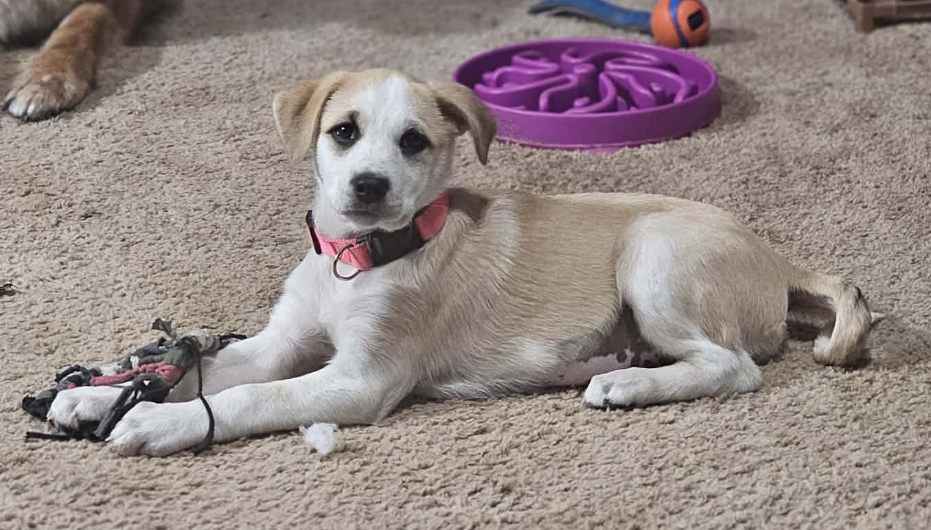 Enlarge Bunny (Easter litter), an adoptable mixed breed in Silvana, WA image 4/6