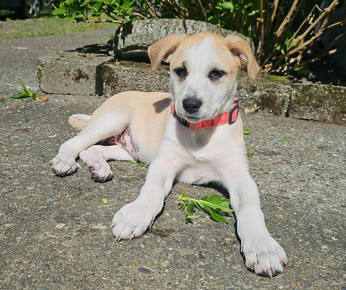 Bunny (Easter litter), adoptable, Puppy Female Great Pyrenees & Cattle Dog.
