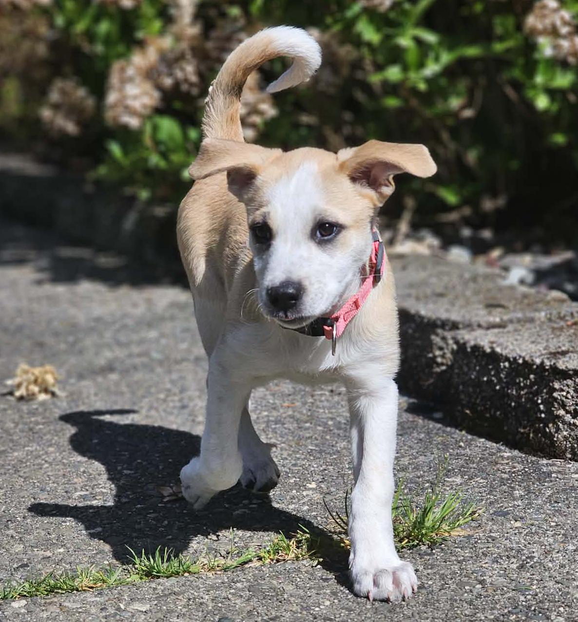 Enlarge Bunny (Easter litter), an adoptable mixed breed in Silvana, WA image 3/6