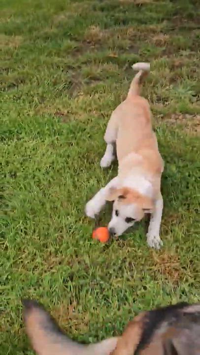 Enlarge Bunny (Easter litter), an adoptable mixed breed in Silvana, WA video 6/6