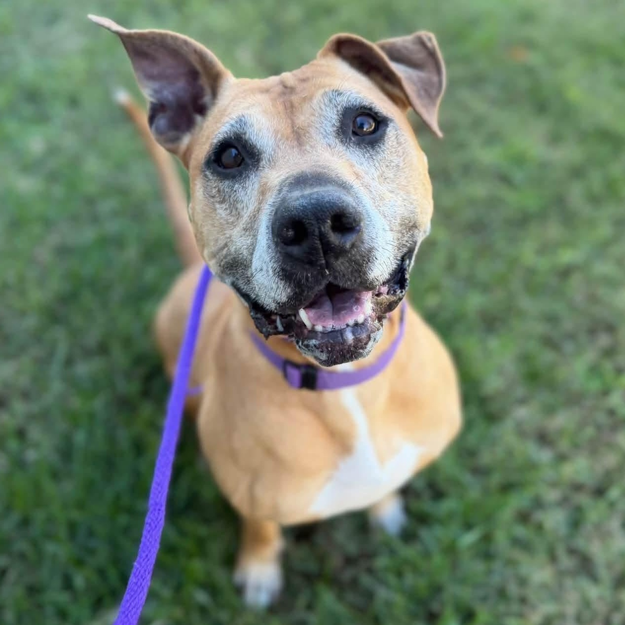 Enlarge Stella (ID 35596), a Adoptable Pit Bull Terrier in Manassas, VA image 1/4