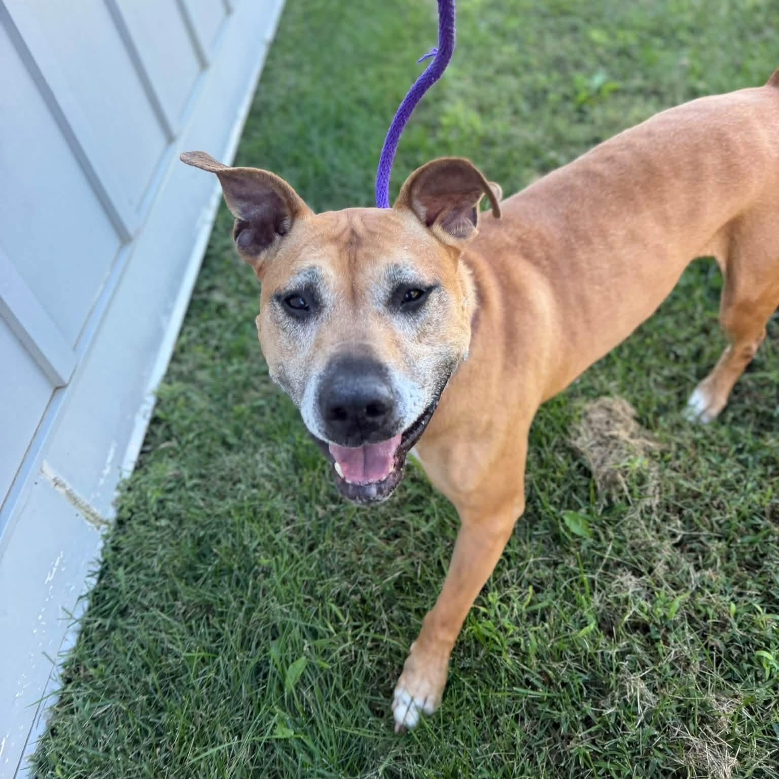 Enlarge Stella (ID 35596), a Adoptable Pit Bull Terrier in Manassas, VA image 4/4