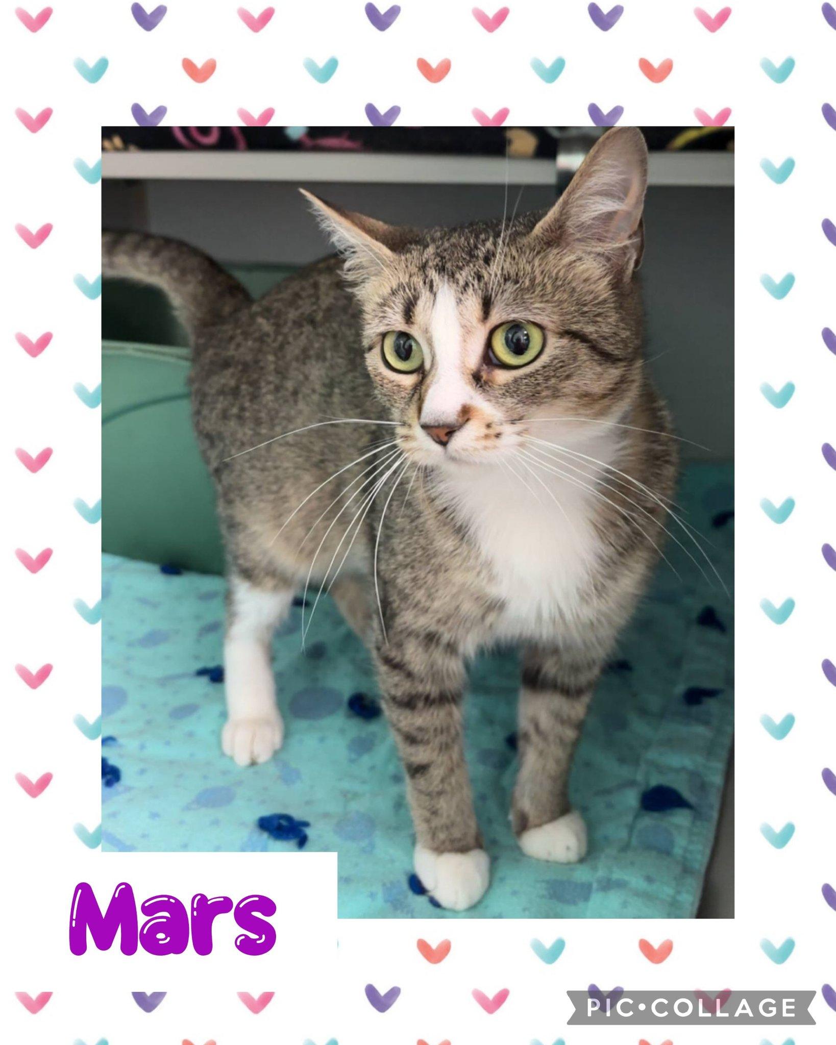 Mars, an adoptable Domestic Short Hair in Iron River, MI, 49935 | Photo Image 1