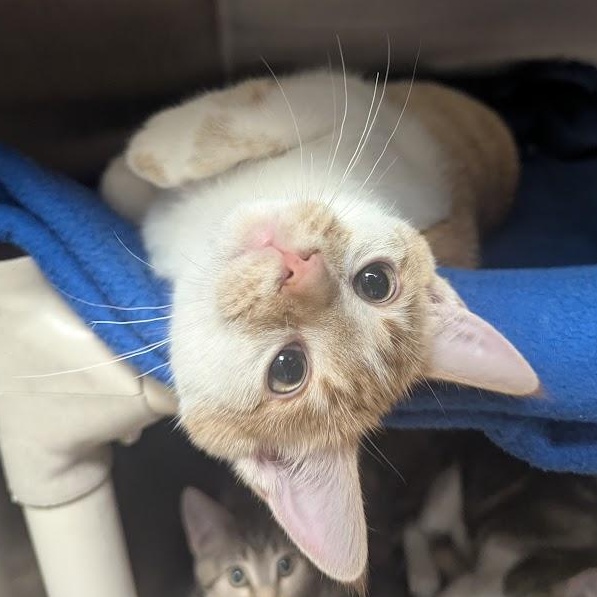 TJ, adopted, Kitten Male Domestic Short Hair.