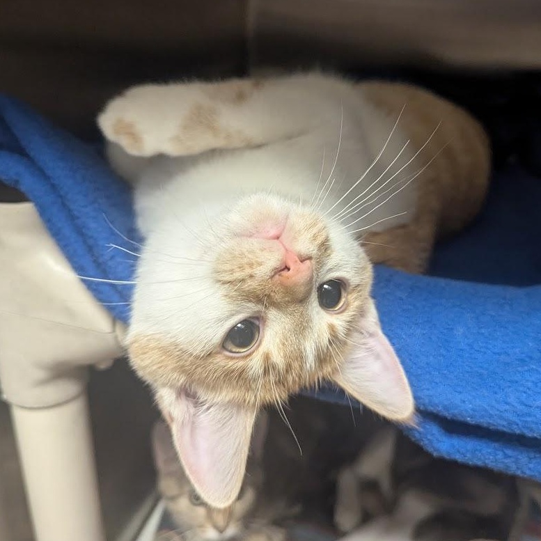 TJ, an adopted Domestic Short Hair in Springfield, IL image 2/2