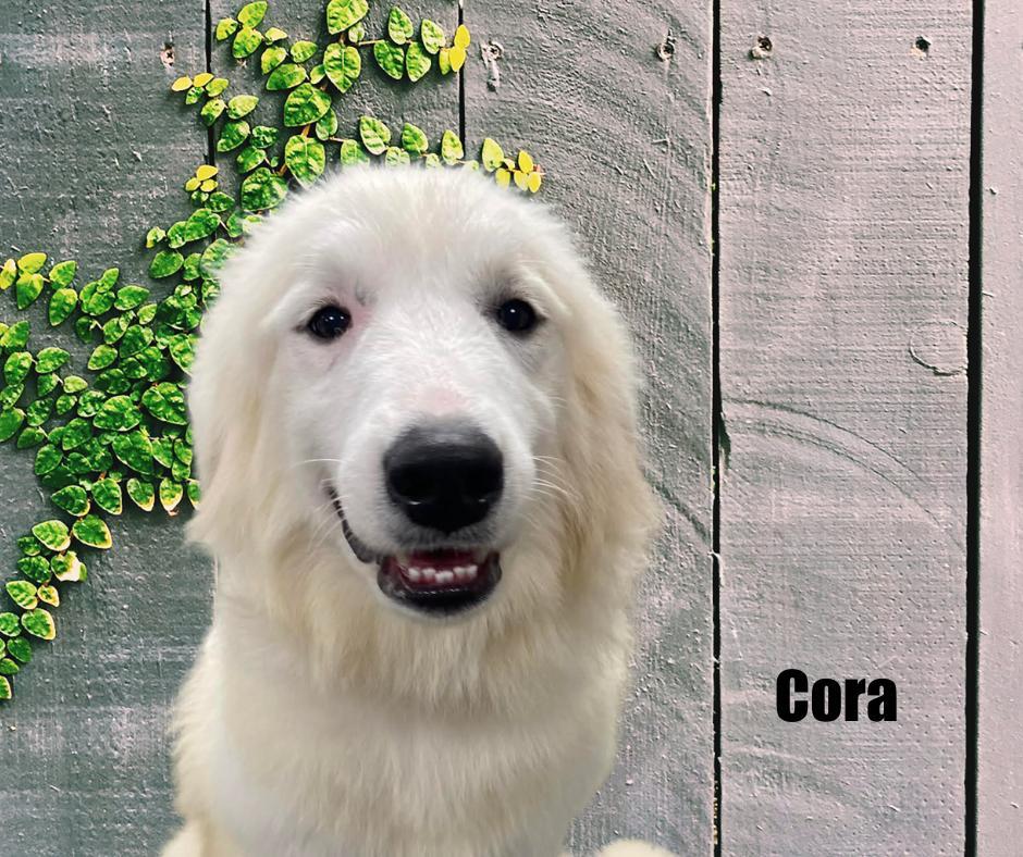 Enlarge Cora, an adoptable Great Pyrenees in Marshville, NC image 1/5