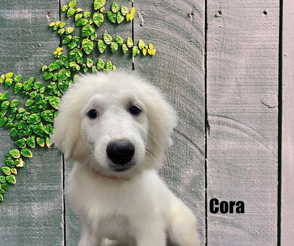 Cora, adoptable, Puppy Female Great Pyrenees.