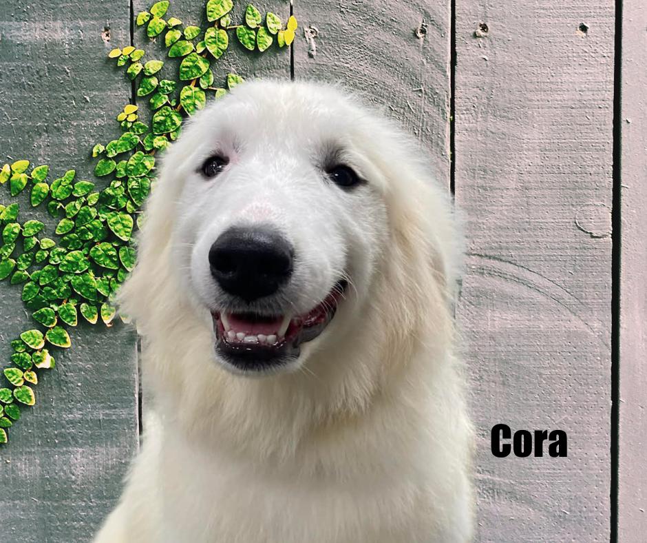 Enlarge Cora, an adoptable Great Pyrenees in Marshville, NC image 2/5
