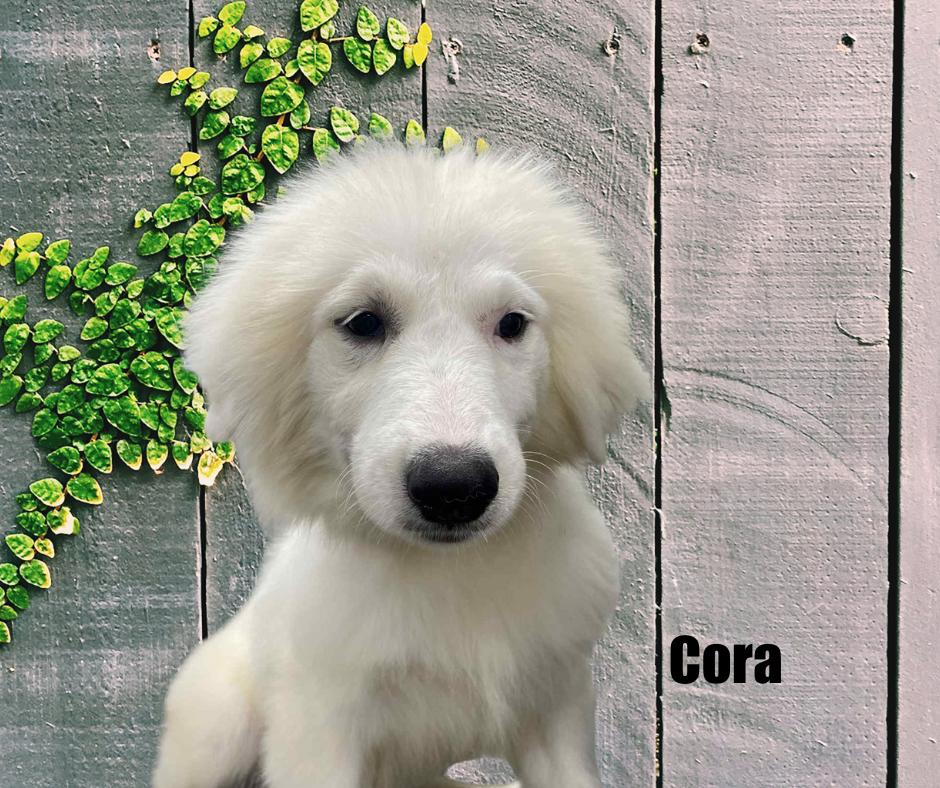 Enlarge Cora, an adoptable Great Pyrenees in Marshville, NC image 2/2