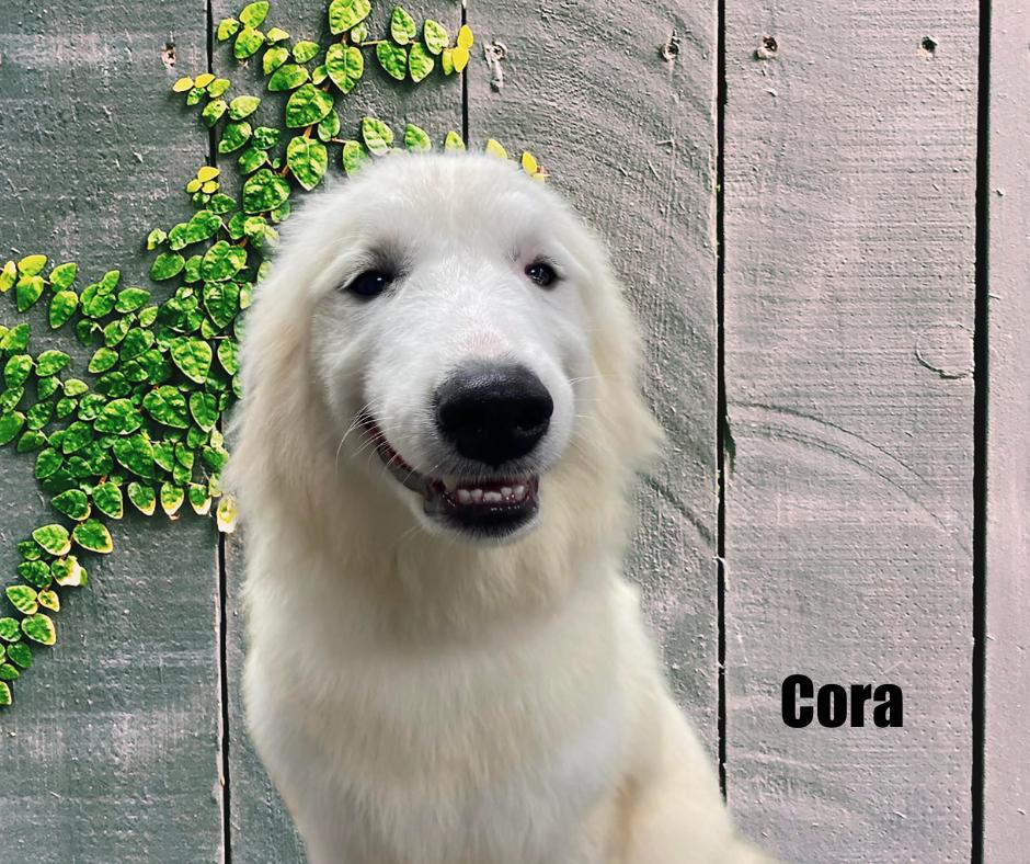 Enlarge Cora, an adoptable Great Pyrenees in Marshville, NC image 3/5