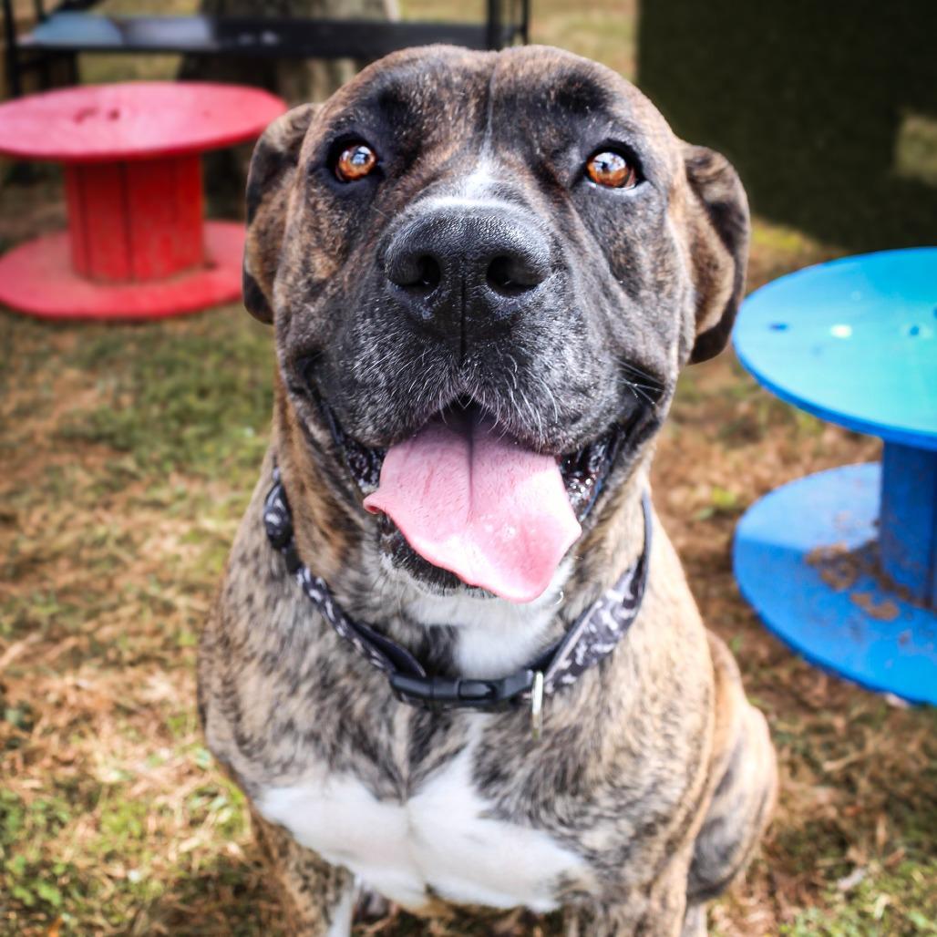 Dynamic Dolly thumbnail 3