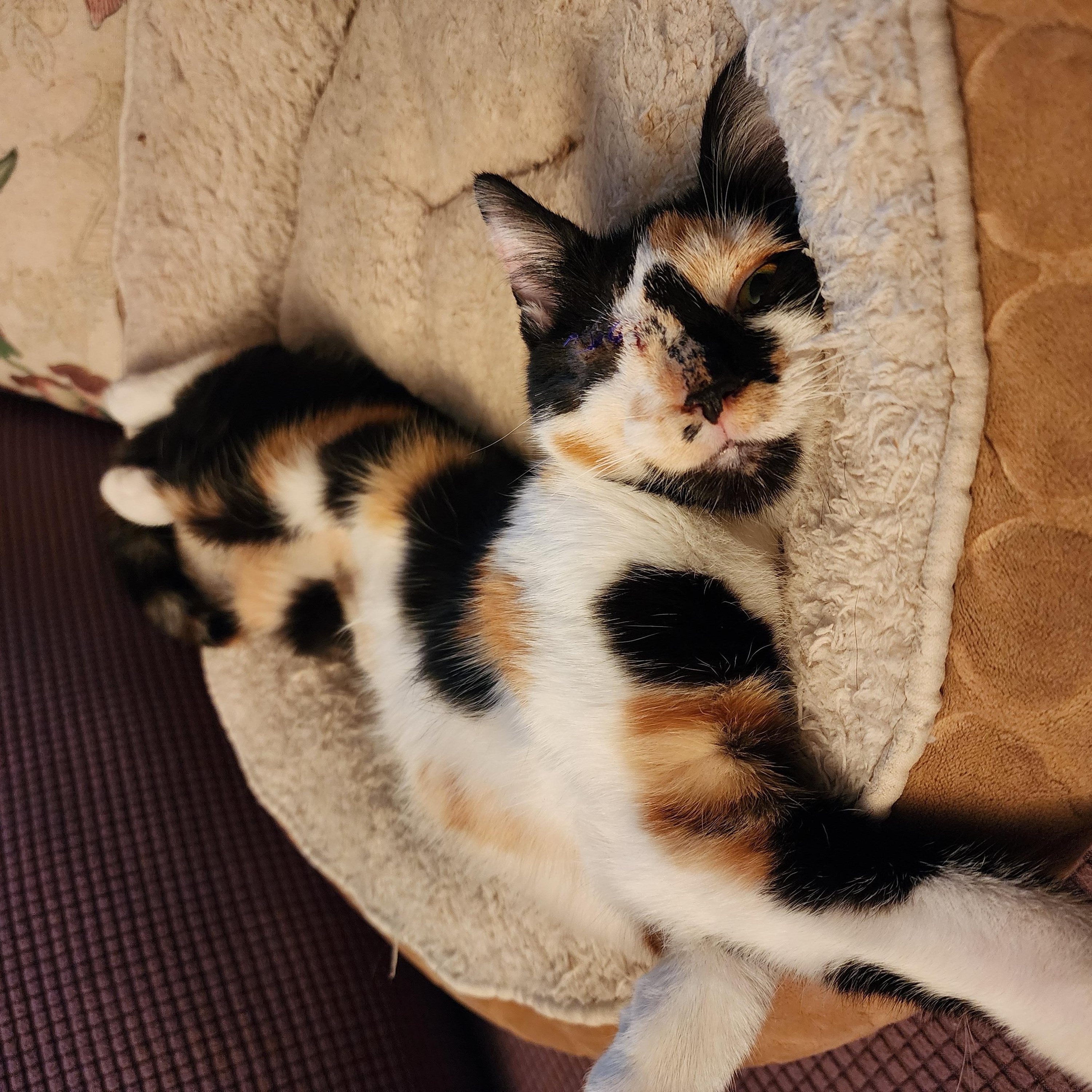 Razin (FCID# 09/17/2025 - 43 West Chester PS) C