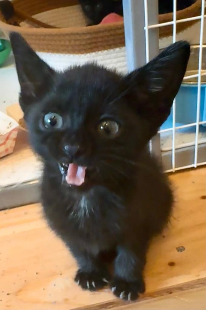 Bambolina, Adoptable, Kitten Female Domestic Short Hair.